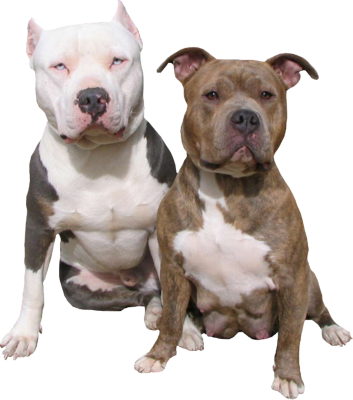 Pitbulls dogs on steroids
