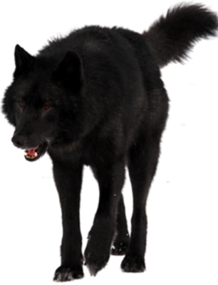 Black-Wolf-psd70812.png