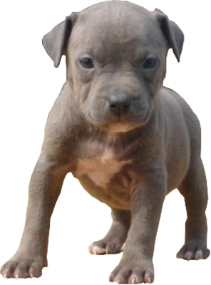 Blue Pitbull Puppies on Psd Detail   Blue Pitbull Puppy   Official Psds