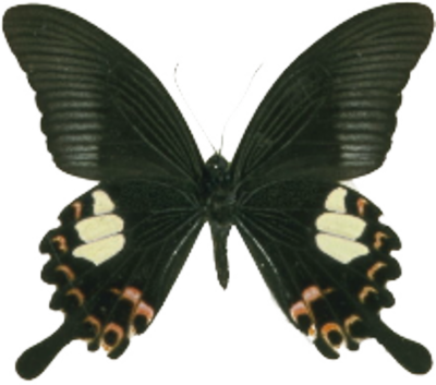 Gothic Butterfly PSD