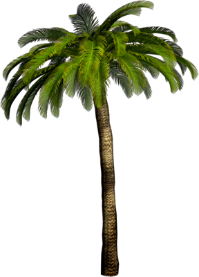 Pin Date Palm Tree Photoshop on Pinterest