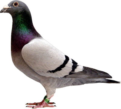 Pigeon-psd36323.png